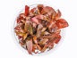 Preview: Rotes mini Papageienblatt - Alternanthera reineckii mini in vitro